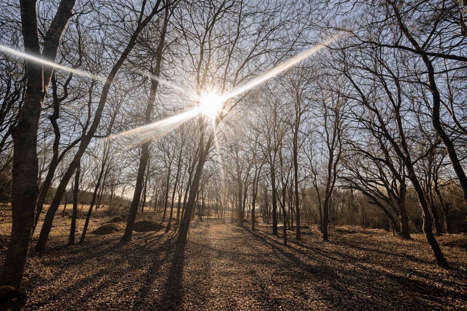 Beautiful hiking trails and shaded wooded landscape